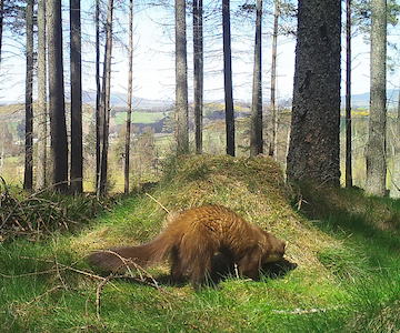 Pine Marten - Wildlife on Bennachie